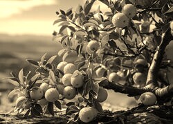 Sepia