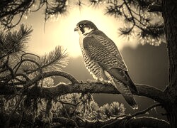 Szary + Sepia