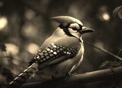 Szary + Sepia