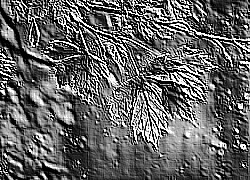 Skamielina