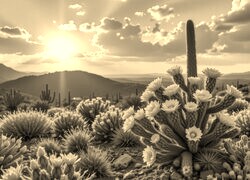 Sepia