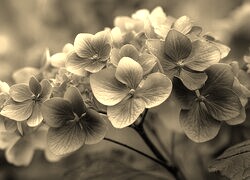 Szary + Sepia
