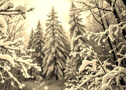 Szary + Sepia