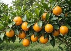 Oryginalny obrazek