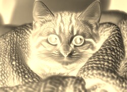 Sepia + Negatyw