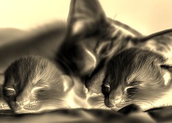 Sepia + Negatyw