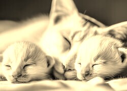Szary + Sepia
