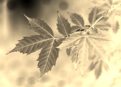 Sepia + Negatyw