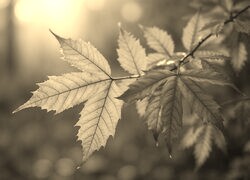 Szary + Sepia