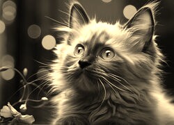 Szary + Sepia
