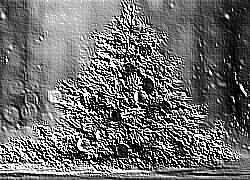 Skamielina