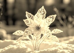 Szary + Sepia