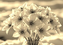 Szary + Sepia
