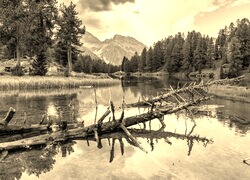 Szary + Sepia