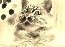 Sepia + Negatyw