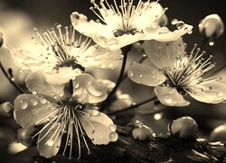 Szary + Sepia