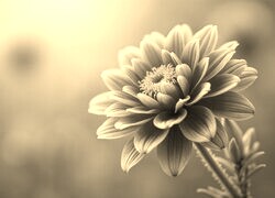 Szary + Sepia