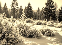 Szary + Sepia