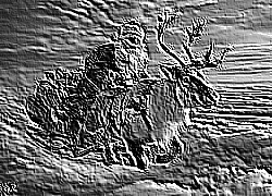 Skamielina