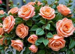 Oryginalny obrazek