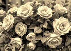 Sepia