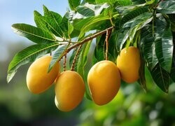 Oryginalny obrazek