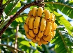 Oryginalny obrazek