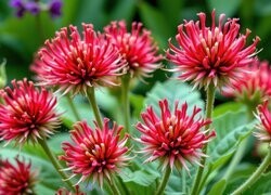 Oryginalny obrazek