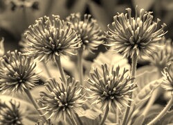 Szary + Sepia