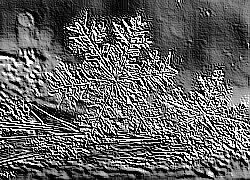 Skamielina