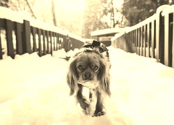Szary + Sepia