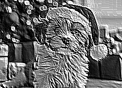 Skamielina