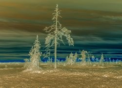 Negatyw