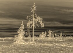 Sepia + Negatyw