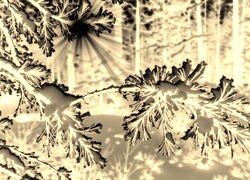 Sepia + Negatyw