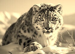 Szary + Sepia