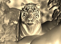 Sepia + Negatyw