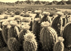 Szary + Sepia