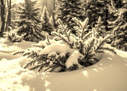 Szary + Sepia