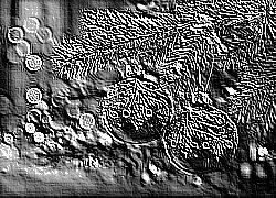 Skamielina
