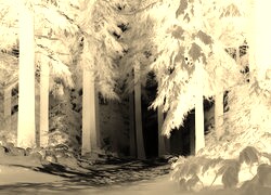 Sepia + Negatyw