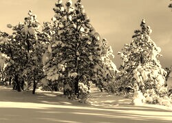 Szary + Sepia
