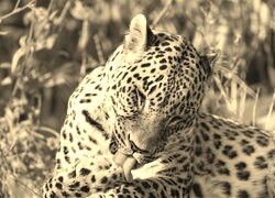 Sepia