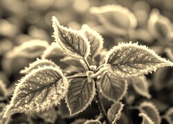Szary + Sepia