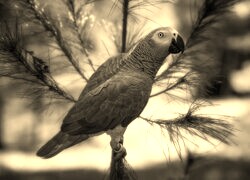 Szary + Sepia