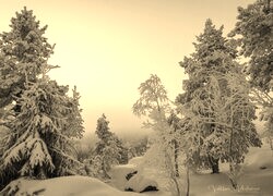 Szary + Sepia