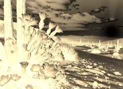 Sepia + Negatyw