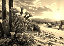 Szary + Sepia