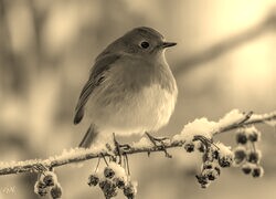 Szary + Sepia