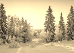 Szary + Sepia